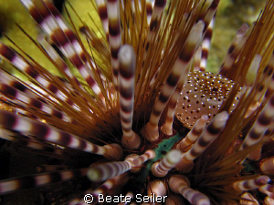 Sea Urgin , taken at Wakatobi with Canon S70 and UCL165 by Beate Seiler 
